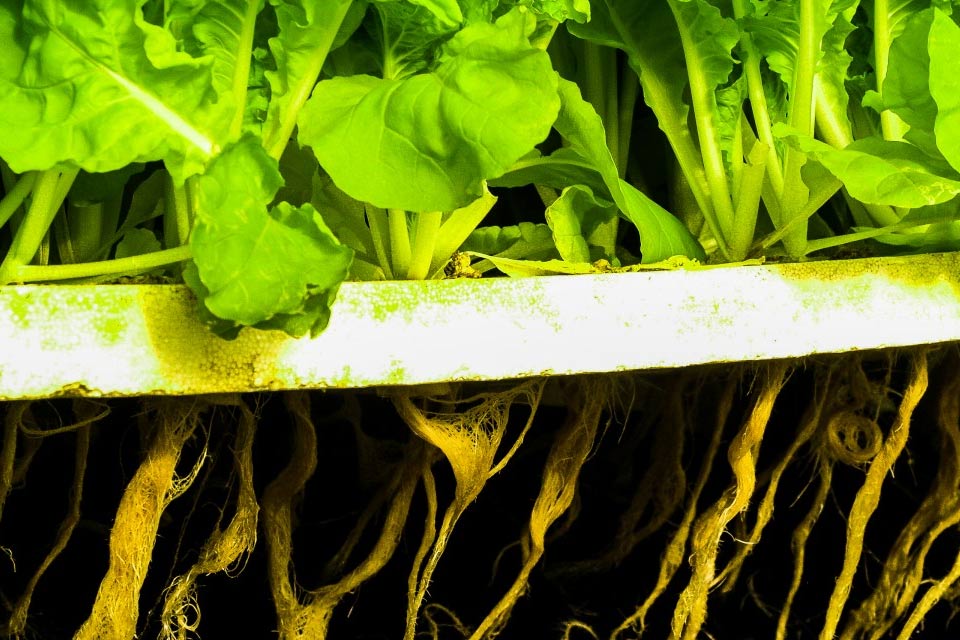 kritika sodobne prehrane