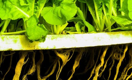 kritika sodobne prehrane